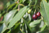 Sandalwood Essential Oil