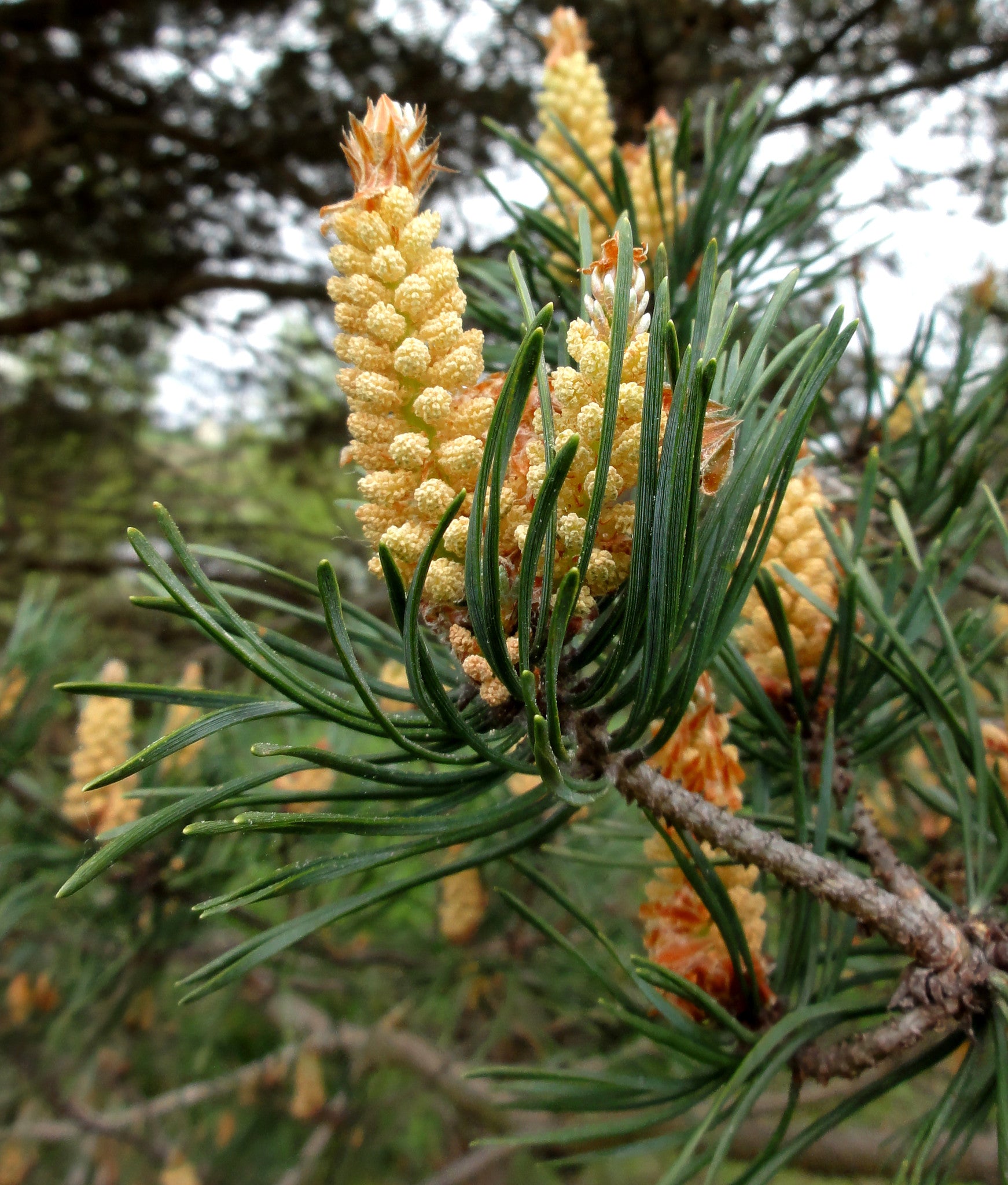Scotch Pine Essential Oil