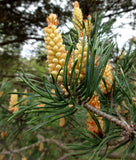 Scotch Pine Essential Oil