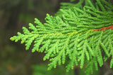 Thuja Essential Oil - Cedar Leaf