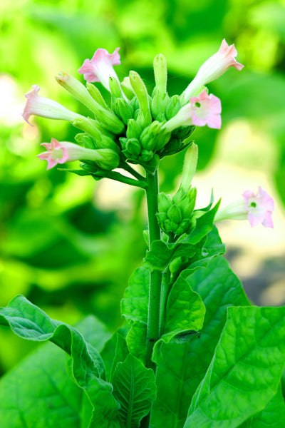 Tobacco Absolute Oil - Essential Oil Apothecary