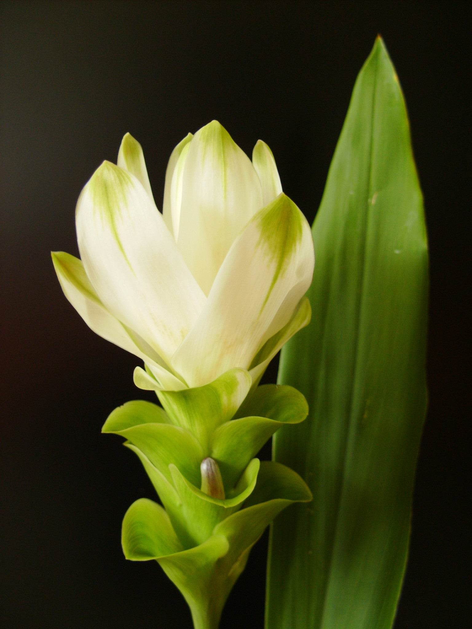 Turmeric Essential Oil