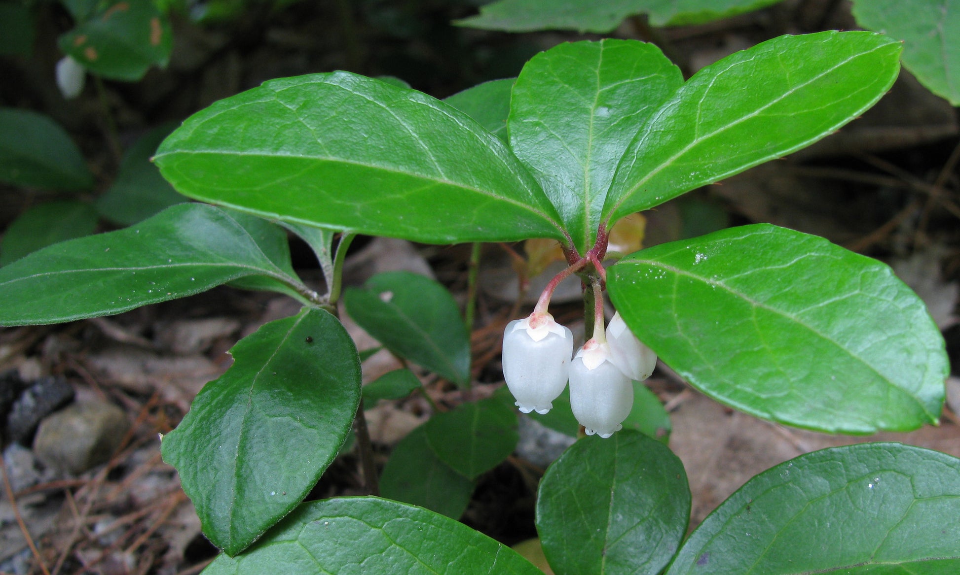 Wintergreen Essential Oil