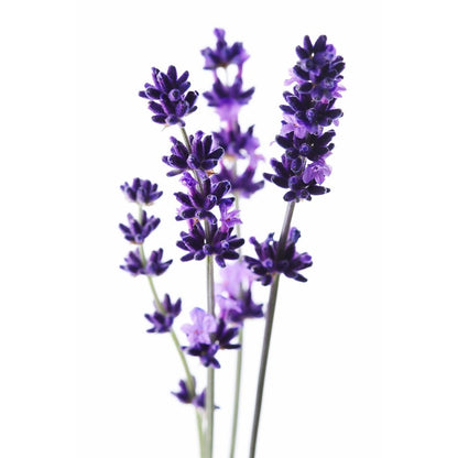 Lavandin Essential Oil