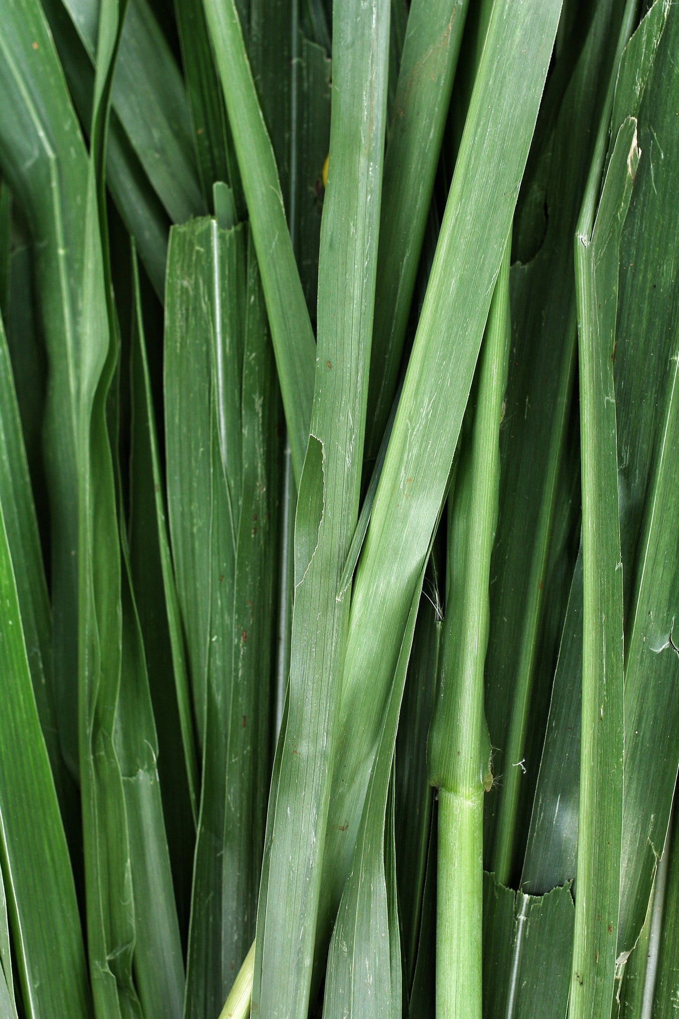 Vetivert Essential Oil