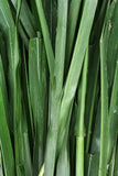 Vetivert Essential Oil