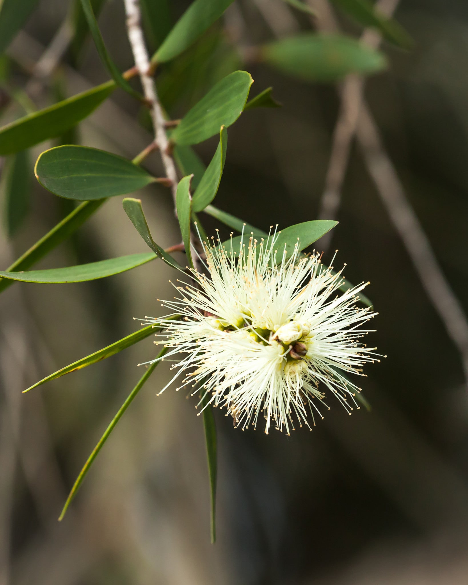 Niaouli Essential Oil