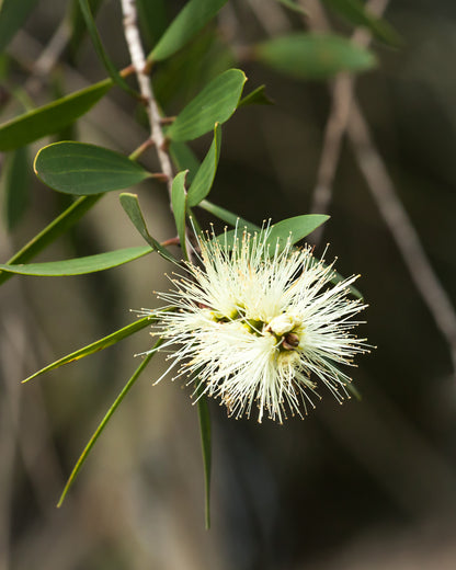 Niaouli Essential Oil