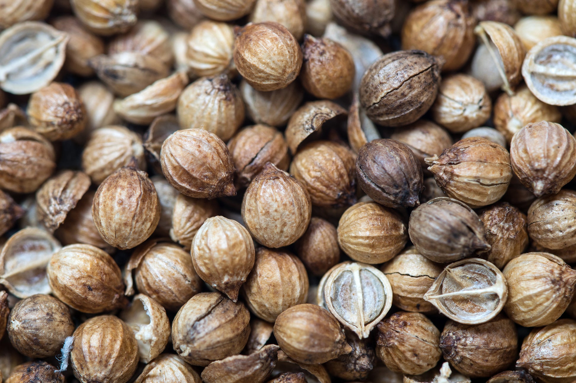 Coriander Essential Oil