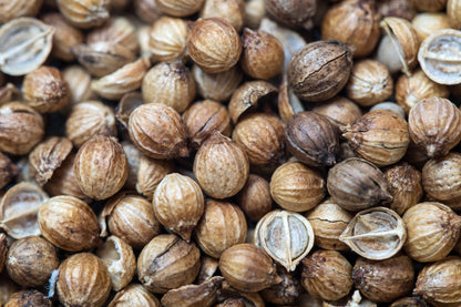 Coriander Essential Oil