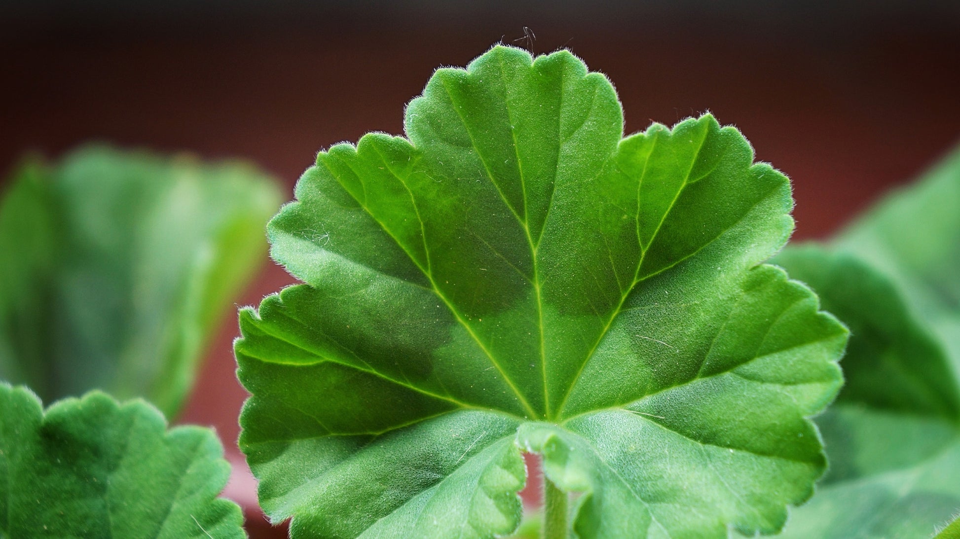 Geranium Essential Oil