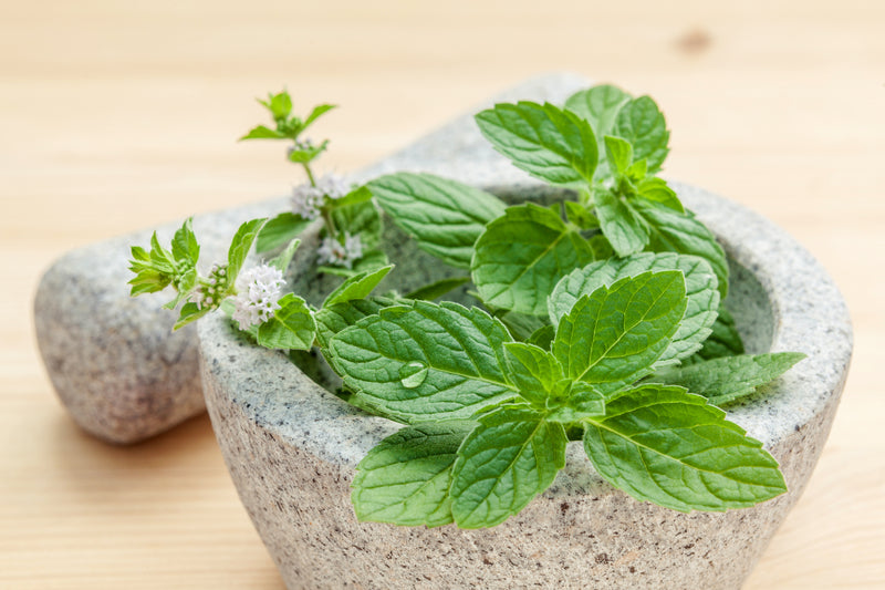 Peppermint Essential Oil